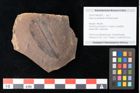 Foto (Objekt + Etikett) von Quercus palaeoilex Ettingshausen (NHMW-GEO-2024-0188-0825)